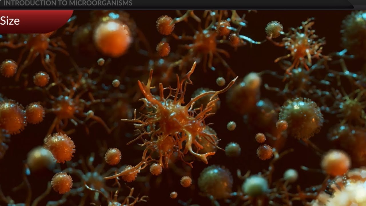 Class 8 - Biology - Microorganisms - Introduction to Microorganisms ...