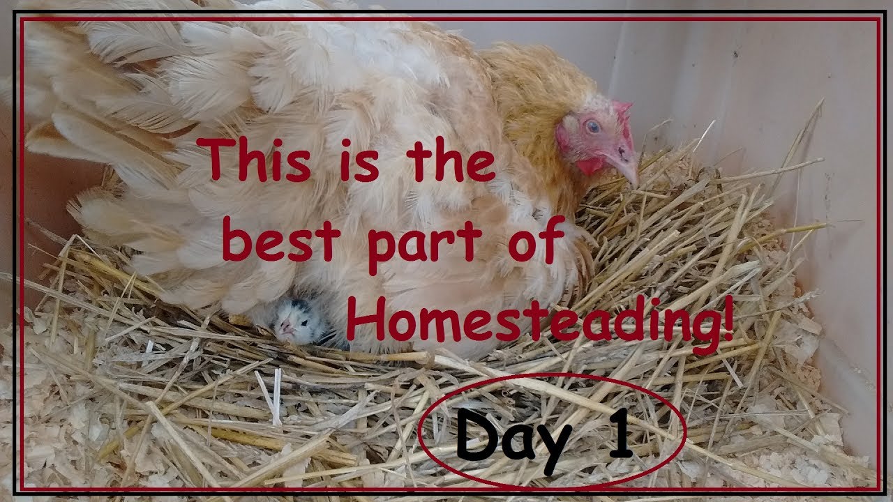 This Is The Best Part Of Homesteading : Day 1