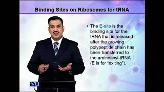 Binding Sites on Ribosomes for tRNA | Cell Biology | BIO5105_Topic128