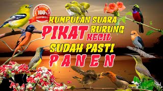 SUARA PIKAT BURUNG KECIL || SUDAH TERBUKTI PANEN..‼️#birds #viral #burung #kecil