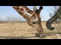 Elephant Vs Giraffe Fight Water