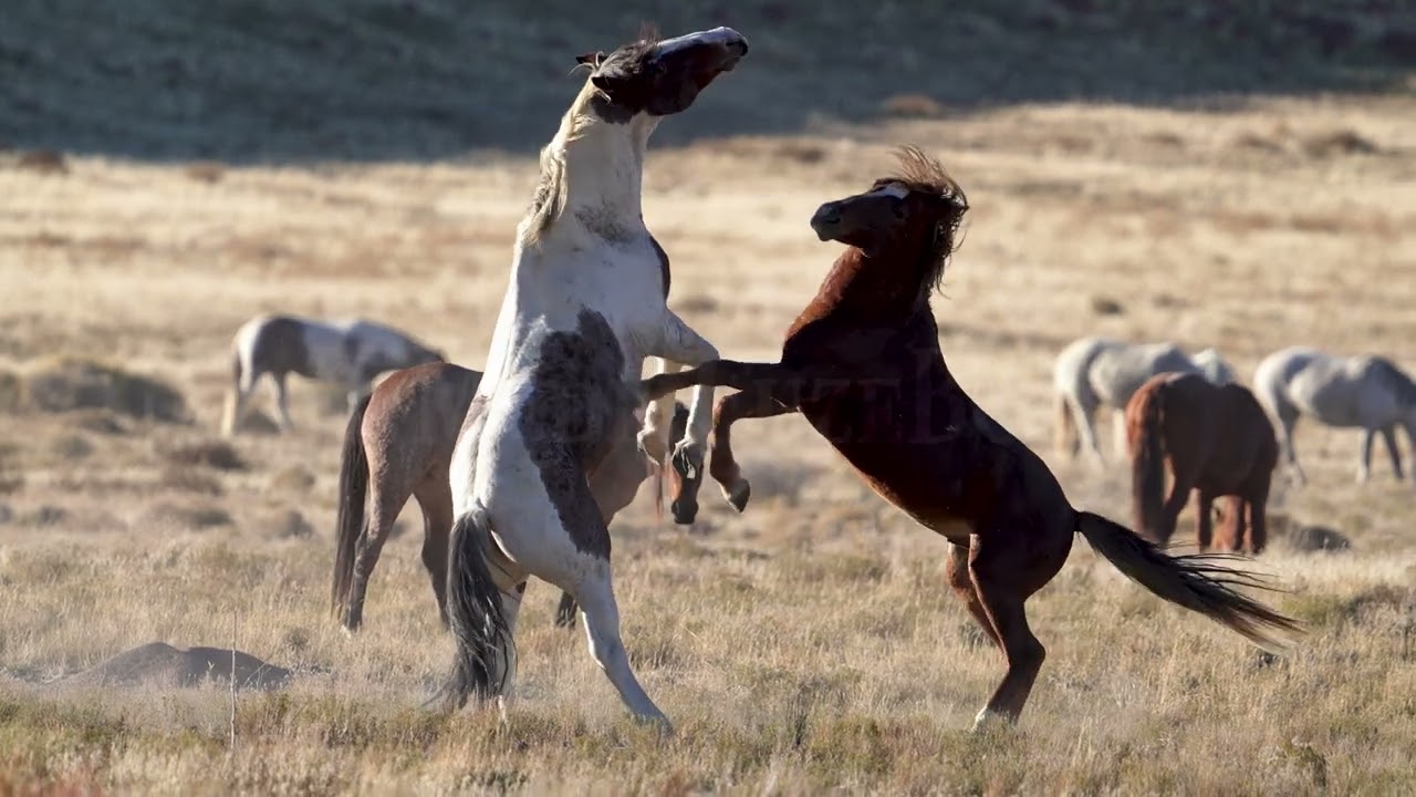 Stock Video - Wild Horses kicking and fighting in slow motion