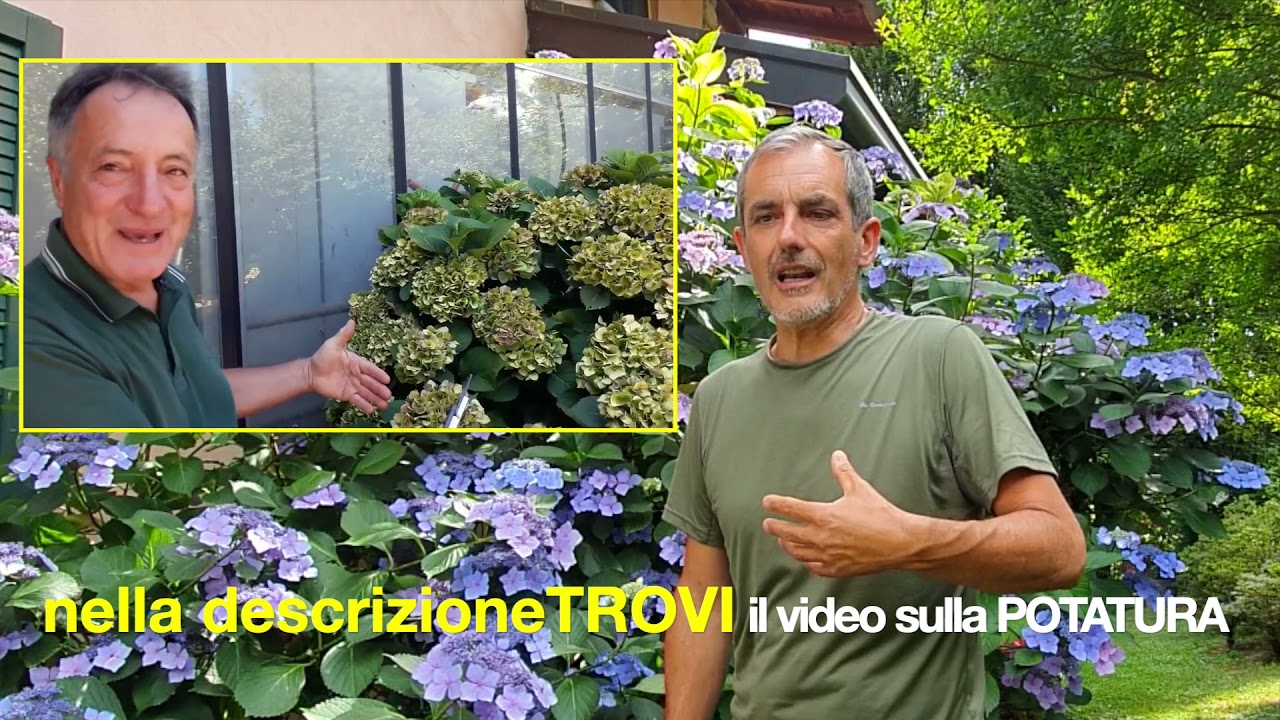 Perchè La Mia Ortensia Non Fiorisce