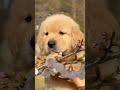 Maine bhi Dil Diya😍#trending #dog #dogmemes #meme #viral