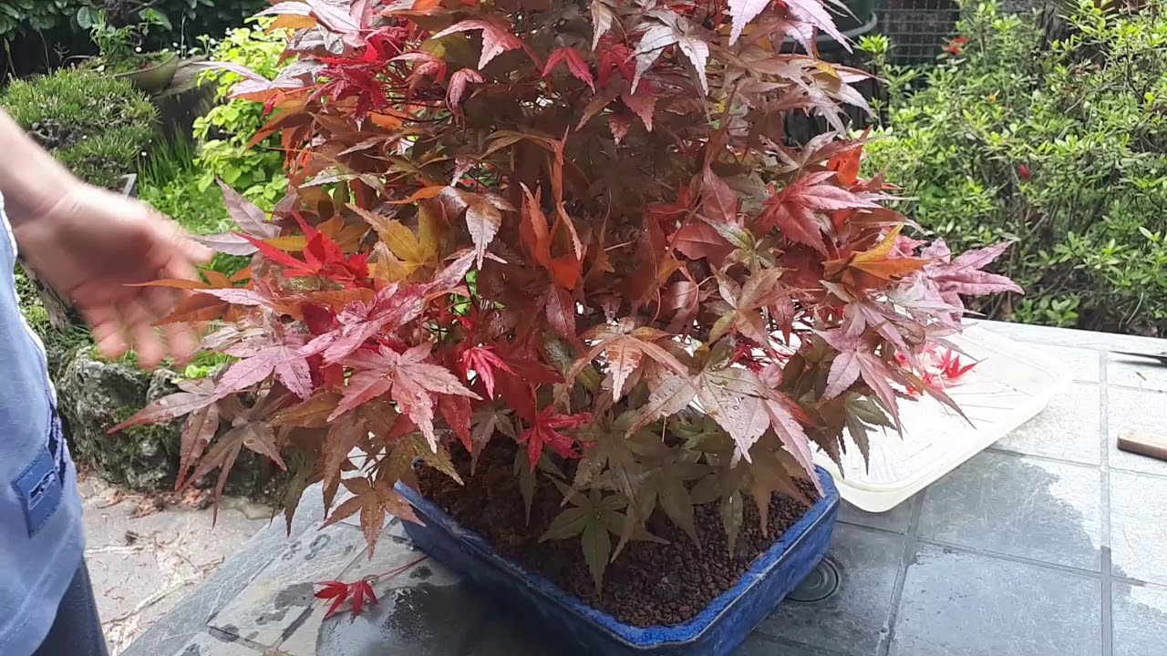 🍁Pinzatura Primaverile - IL GIARDINO DEI BONSAI