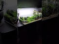 UNS 60S Aquascape | #aquascaping #aquarium #fishtank #plantedtank