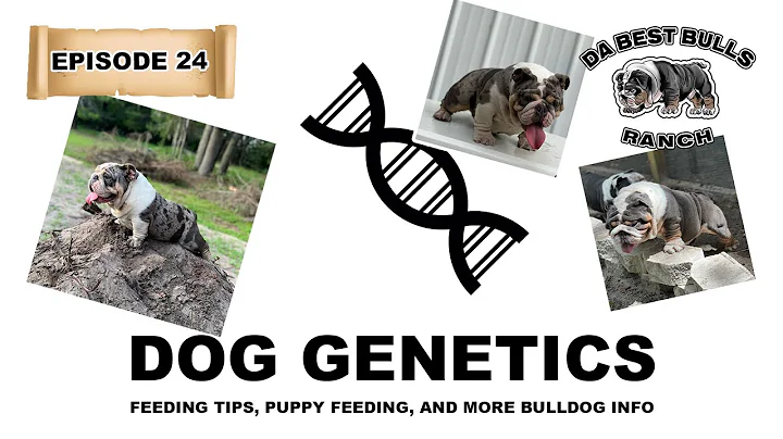 DaBestBulls Ranch - Ep 24 - Dog Genetics, Temperament, Feeding, and more on English Bulldogs