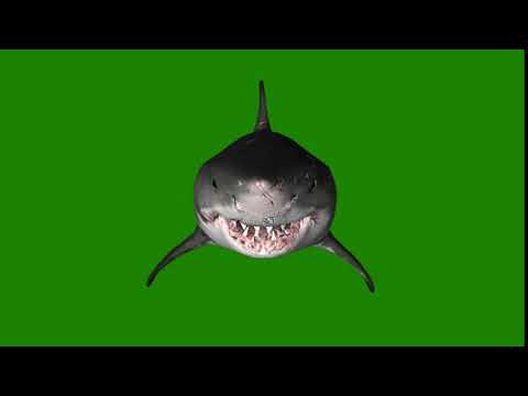 3D animated Shark Jaws III Green Screen