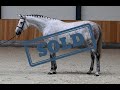 (SOLD) Diasca schooling