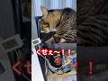 クセェ猫　#shorts #cat #今日の夏目くん #ブレーメン反応