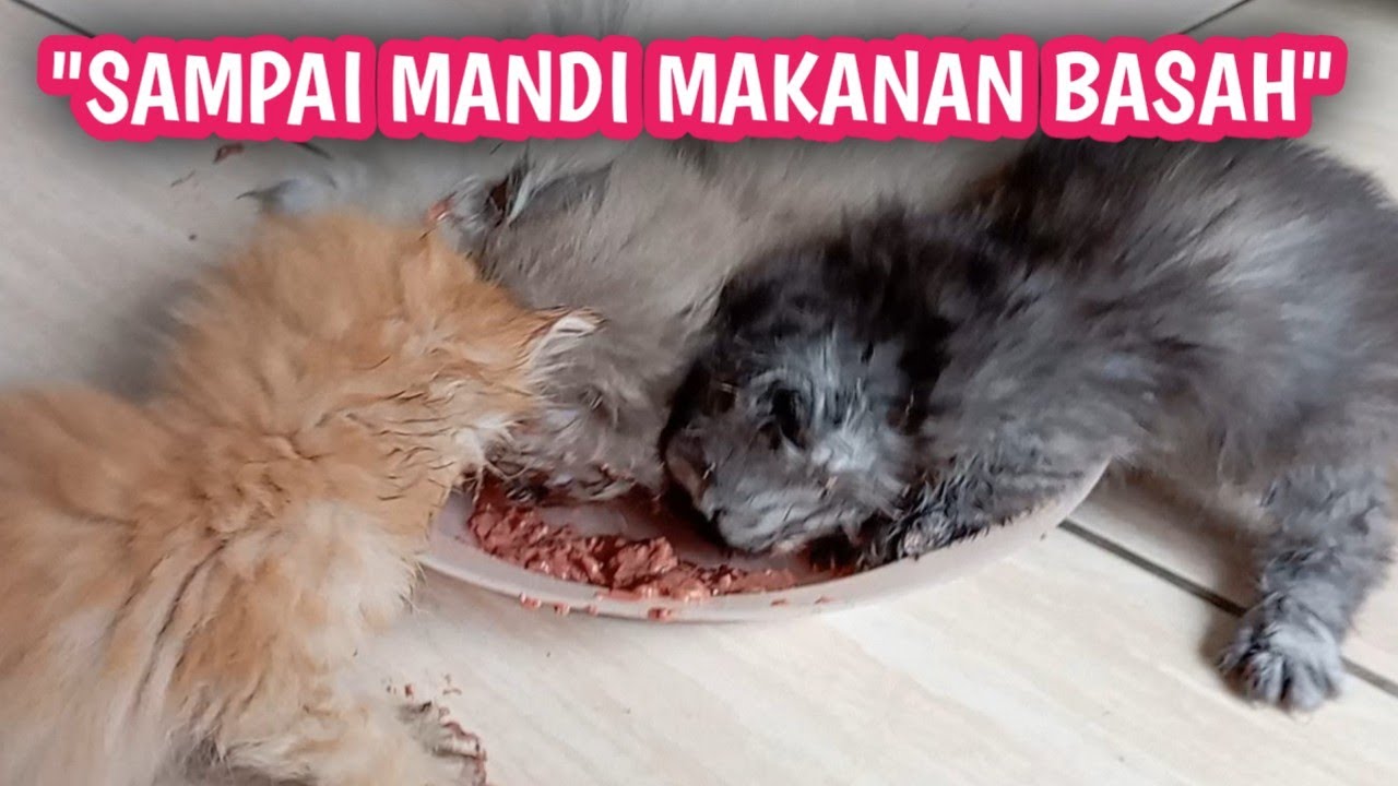 ANAK KUCING USIA 1BULAN PERTAMA KALI  MAKAN REAKSINYA LUAR BIASA RUSUH ||