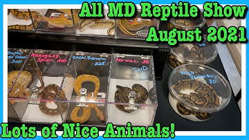 ALL MARYLAND REPTILE SHOW (August 2021) Geckos, Lizards, Snakes, Ball Pythons | Ball Python Breeding