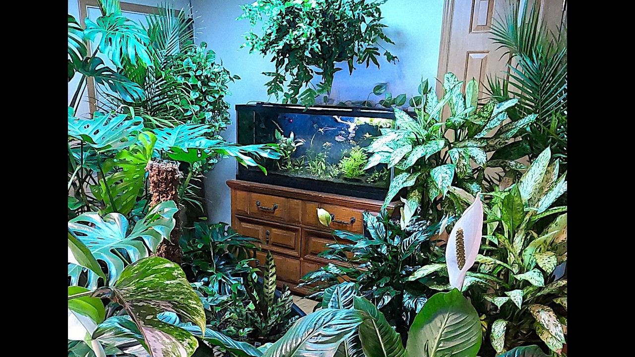 ДО СВИДАНИЯ, ДЖУНГЛ-НУК