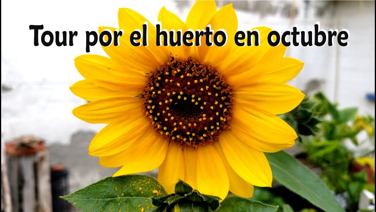 Recorrido y ataques de plagas | Huerto en octubre