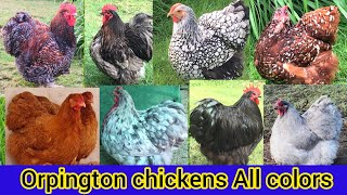 Orpington chickens All colors in the world | Orpington chicken | buff Orpington chickens