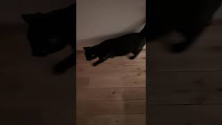 猫と人間の夜の遊び