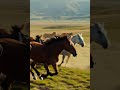 A herd of wild horses gallops across a vast, sun drenched meadow