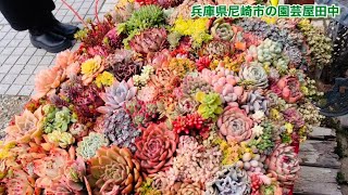 【園芸屋田中】多肉植物・サボテン・塊根植物の聖地