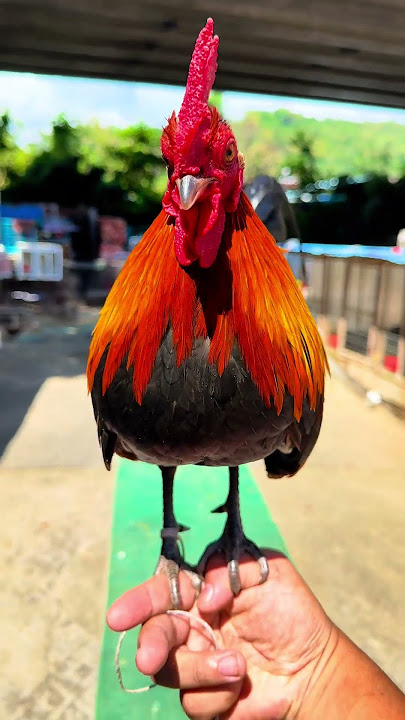 Tiếng gà rừng gáy chuẩn rừng