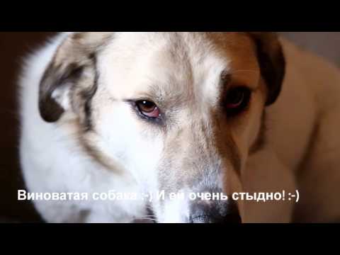 Виноватая собака Риша|