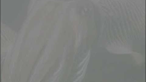 Slowbeef Makes Rape Joke