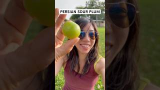 Spring’s Strangest Combo: Jellyfish + Sour Plum 😳