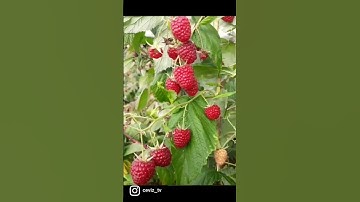 #raspberry #blackberry