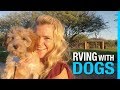 RVING WITH DOGS 🐶 RV LIFE WITH PETS