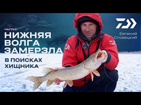 В ПОИСКАХ ХИЩНИКА