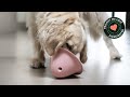 Now on kickstarter bowly  unleash your dogs full potential