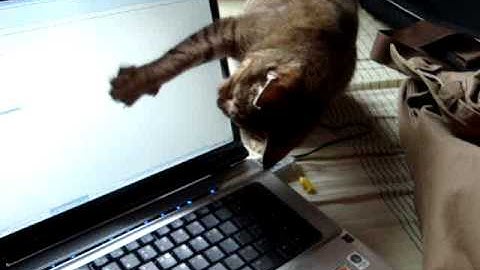 Funny cat playin with mouse pointer