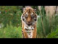 Farewell to our beloved Sumatran tiger, Puna 🧡