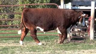 014HP01022 Mr Proficient