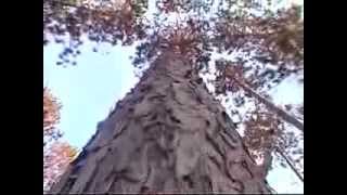 Maple Island Log Homes - From Trees To Keys.