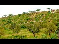 beautiful desert||gayen||cow||sand dunes ||tharparkar ||green thar||after rain||scenes from thar