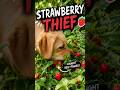 What did she find in there? 🍓👀 🍓 #haley #poellpets