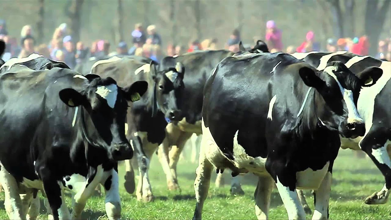 People Milking Cows