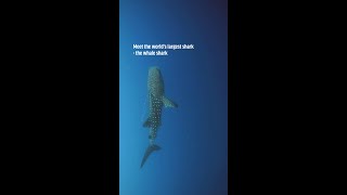 Whale shark