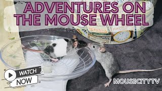 Adventures on the Mouse Wheel - MouseCityQuickTV