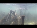 Watch harmful algae bloom smother seagrass beds in Indian River Lagoon