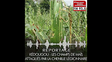 Kédougou Les Champs De Maïs Attaqués Par La Chenille Légionnaire 