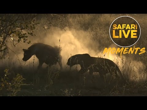 Tables Have Turned: Leopard Steals Kill from Hyena