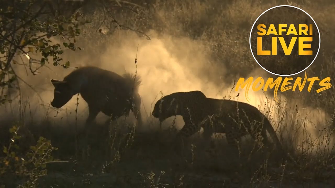 Tables Have Turned: Leopard Steals Kill from Hyena