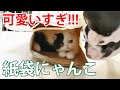 紙袋に入りたい子猫と阻止したい犬の攻防がおもしろかった！【フレブル・ボステリ・エキゾ】
