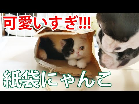 紙袋に入りたい子猫と阻止したい犬の攻防がおもしろかった！【フレブル・ボステリ・エキゾ】