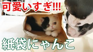 紙袋に入りたい子猫と阻止したい犬の攻防がおもしろかった！【フレブル・ボステリ・エキゾ】