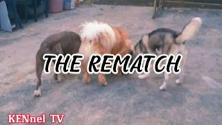 THE REMATCH BATTLE OF THE DOG SQUAD || KENnel TV