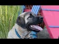 Anatolian Shepherd Puppy Big Does Not Equal Mature!