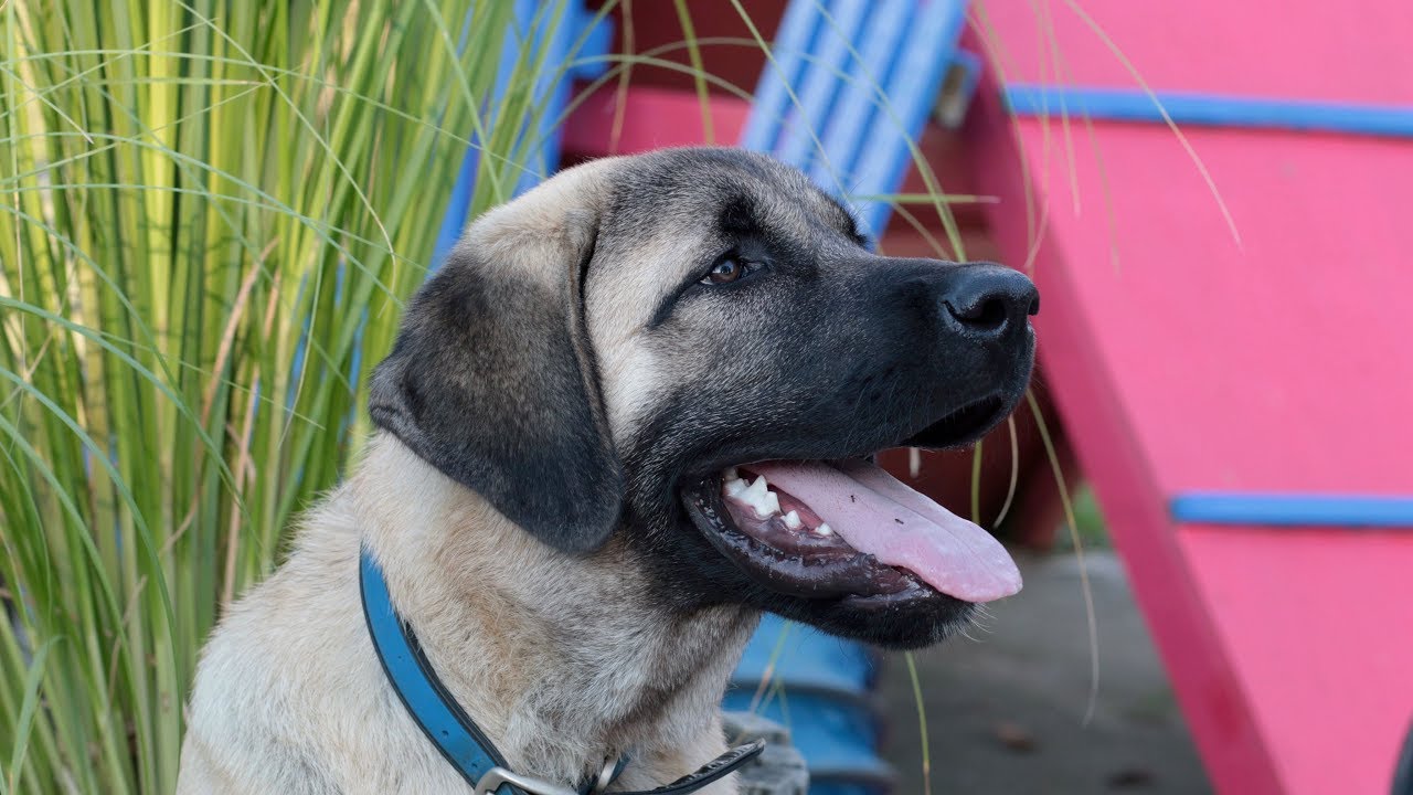 Anatolian Shepherd Puppy Big Does Not Equal Mature!