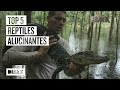 Encuentros con reptiles asombrosos, la debilidad de Wild Frank | Wild Frank